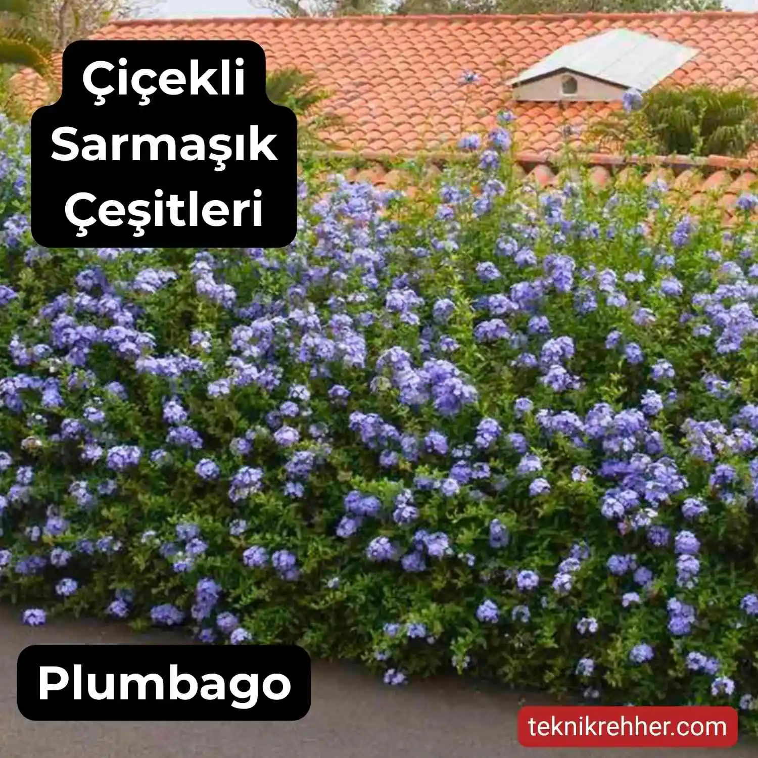 Çiçekli Sarmaşık Çeşitleri Nelerdir? Tüm Çiçek Açan Sarmaşıklar 9 Mavi çiçekli sarmaşık