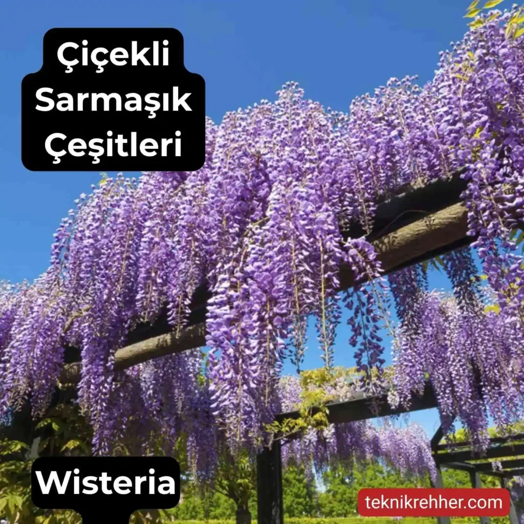 Çiçekli Sarmaşık Çeşitleri Nelerdir? Tüm Çiçek Açan Sarmaşıklar 2 Mor çiçekli sarmaşık