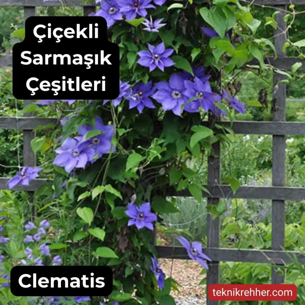 Çiçekli Sarmaşık Çeşitleri Nelerdir? Tüm Çiçek Açan Sarmaşıklar 3 Mor ve mavi sarmaşık türleri.