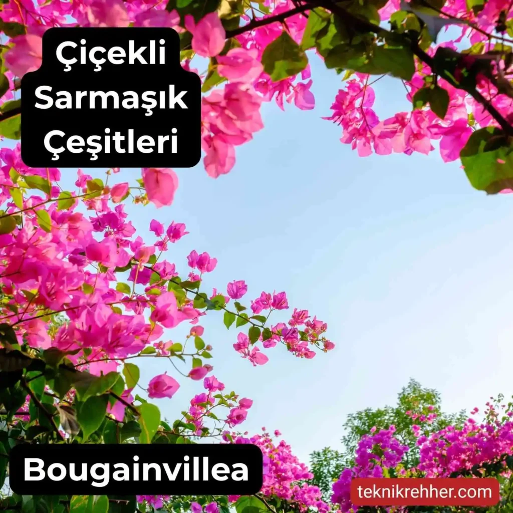 Çiçekli Sarmaşık Çeşitleri Nelerdir? Tüm Çiçek Açan Sarmaşıklar 5 Pembe çiçekli sarmaşık
