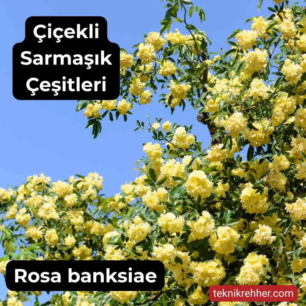 Çiçekli Sarmaşık Çeşitleri Nelerdir? Tüm Çiçek Açan Sarmaşıklar 7 Sarı çiçekli sarmaşık.