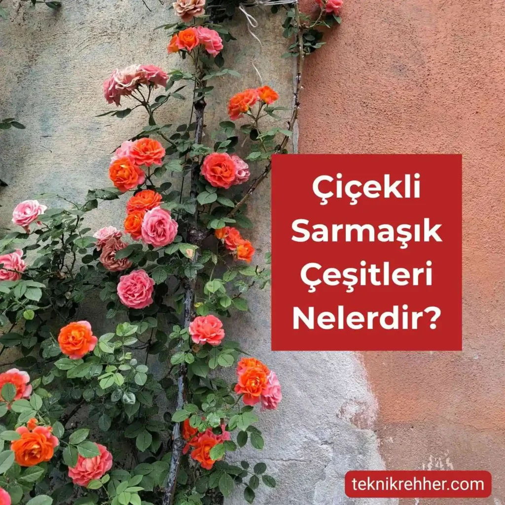 Çiçekli Sarmaşık Çeşitleri Nelerdir? Tüm Çiçek Açan Sarmaşıklar 1 Sarmaşık çiçekli