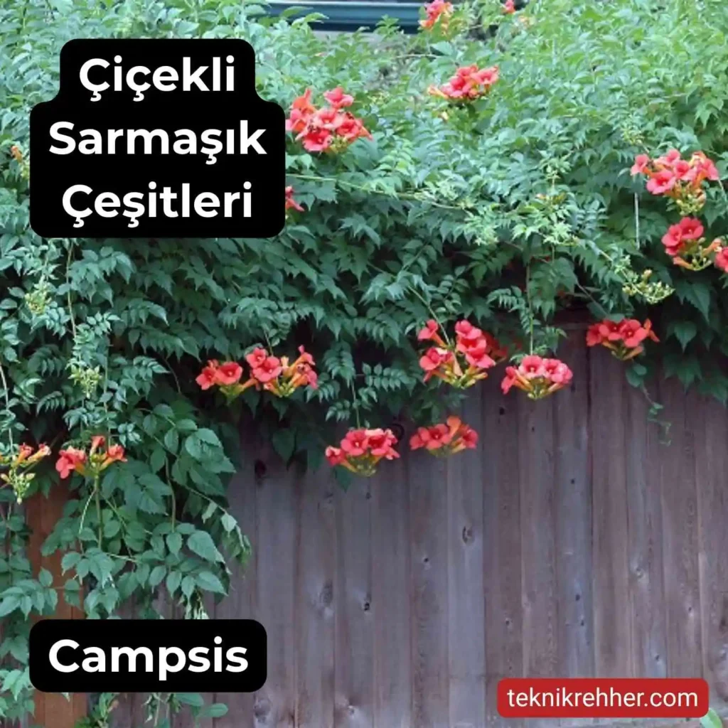 Çiçekli Sarmaşık Çeşitleri Nelerdir? Tüm Çiçek Açan Sarmaşıklar 6 Turuncu çiçekli sarmaşık